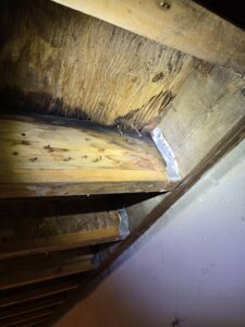 Deck Sheathing water damage from improper nailing
